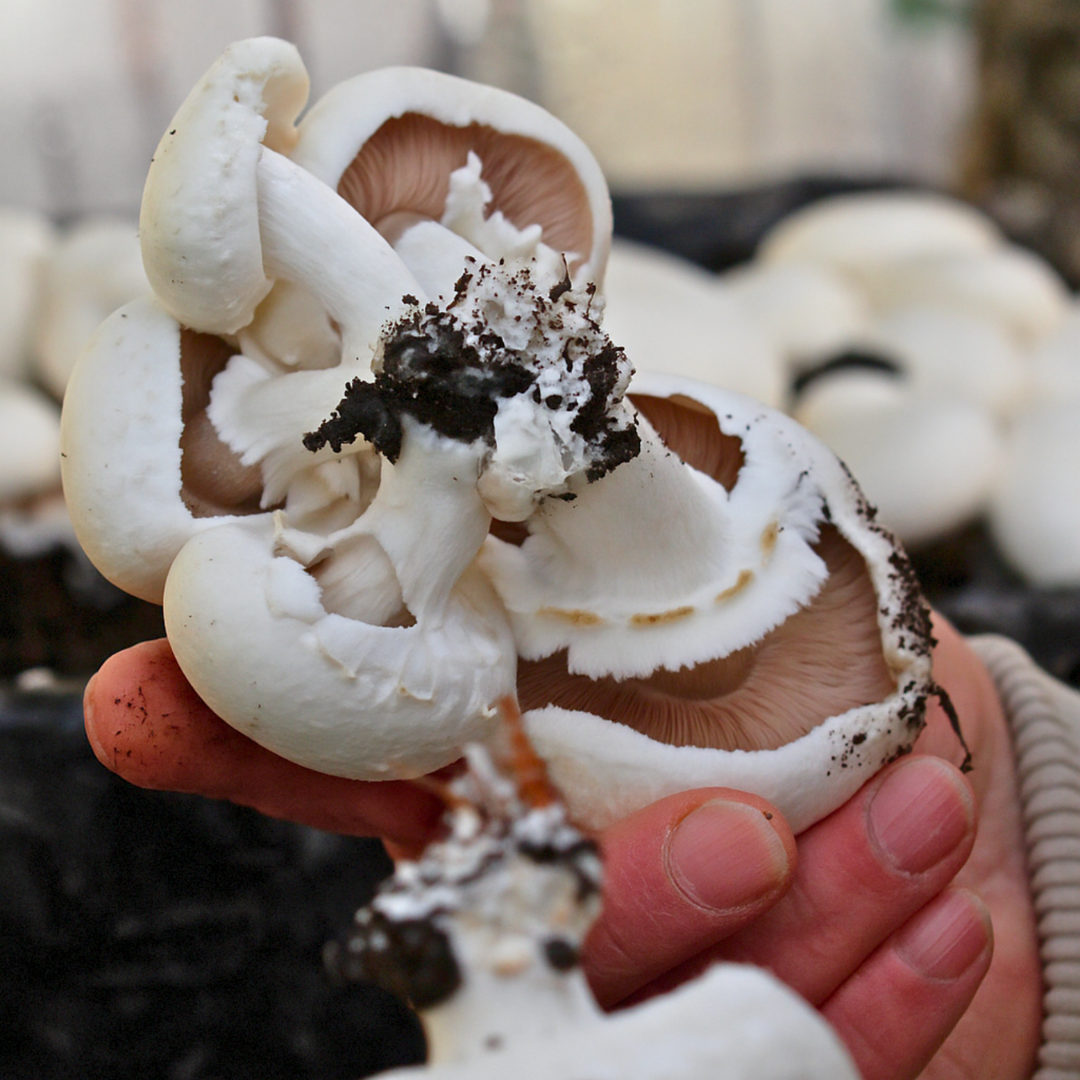 zuchtchampignon-ernte