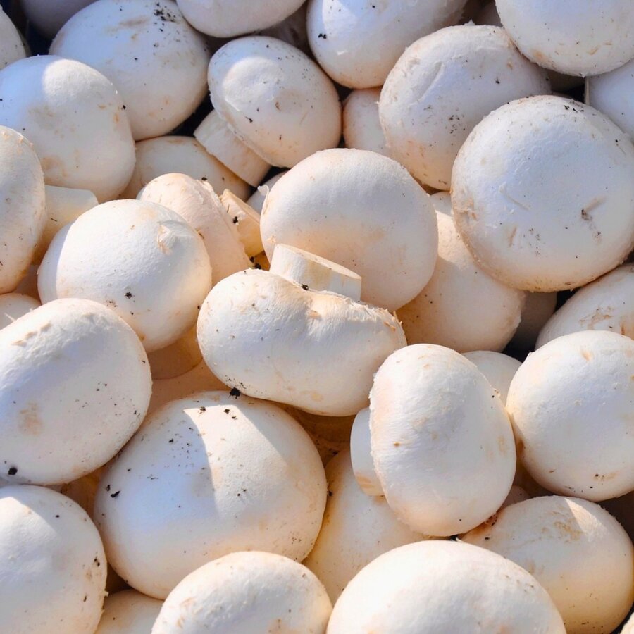 Champignons für die Pilz-Shakshuka