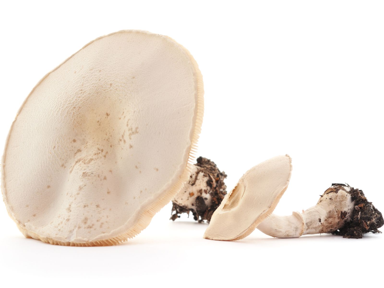 amanita-phalloides