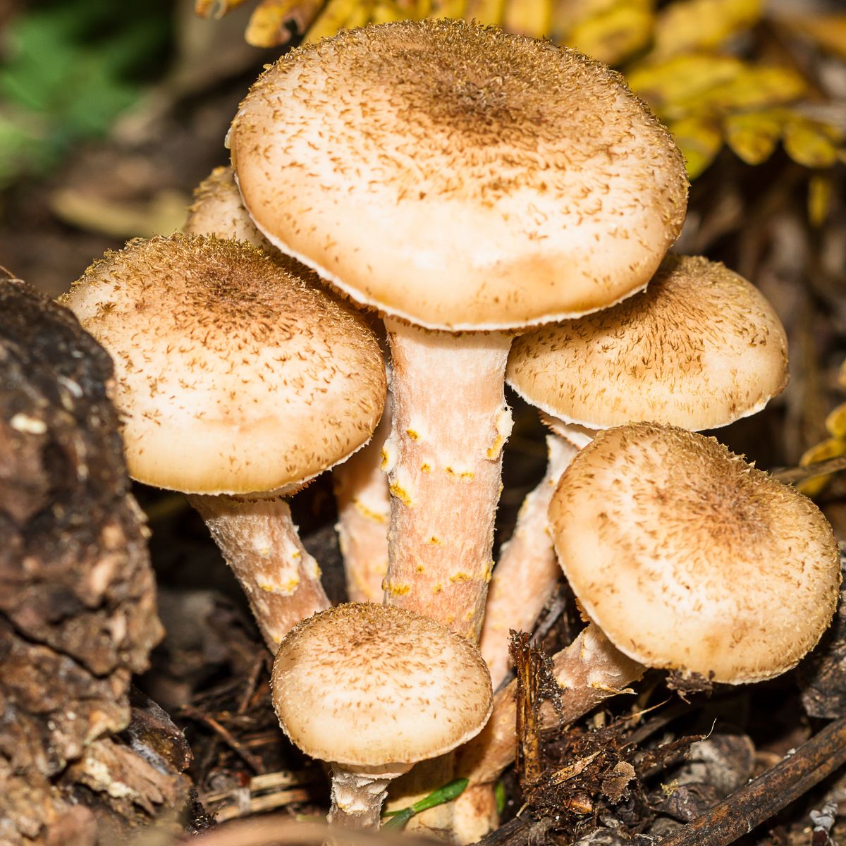 hallimasch-pilz