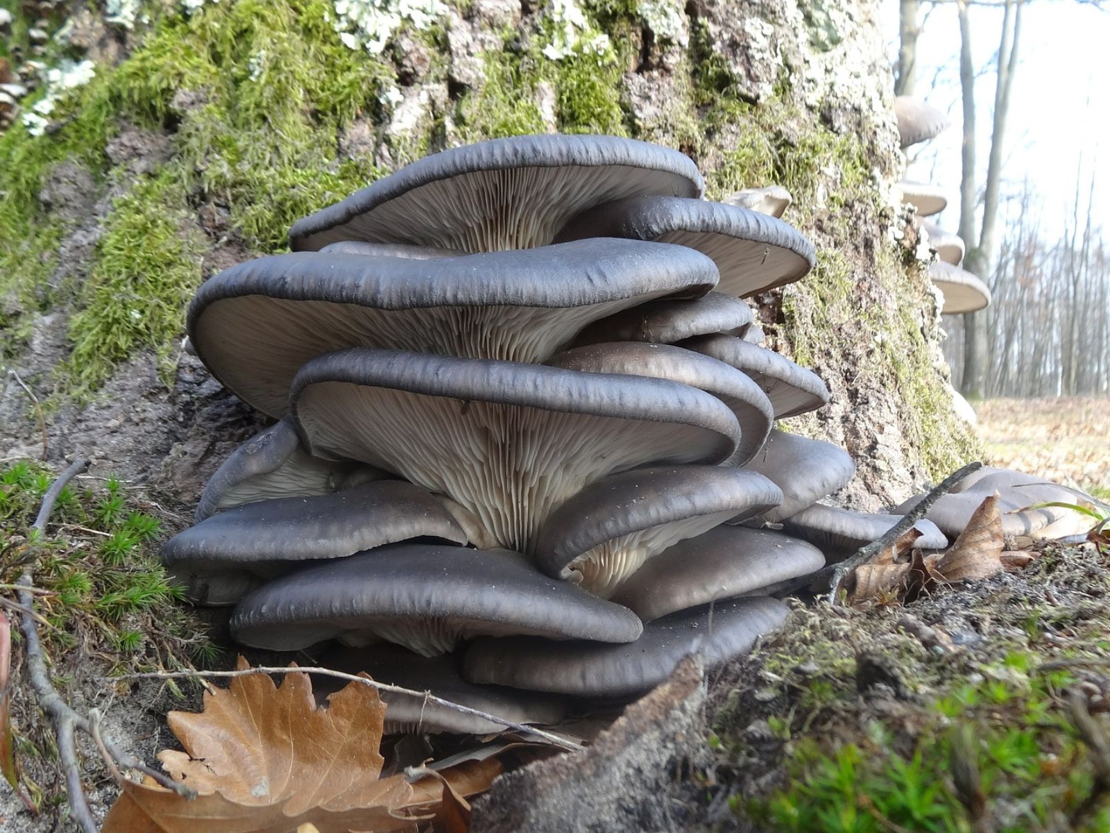austernpilz