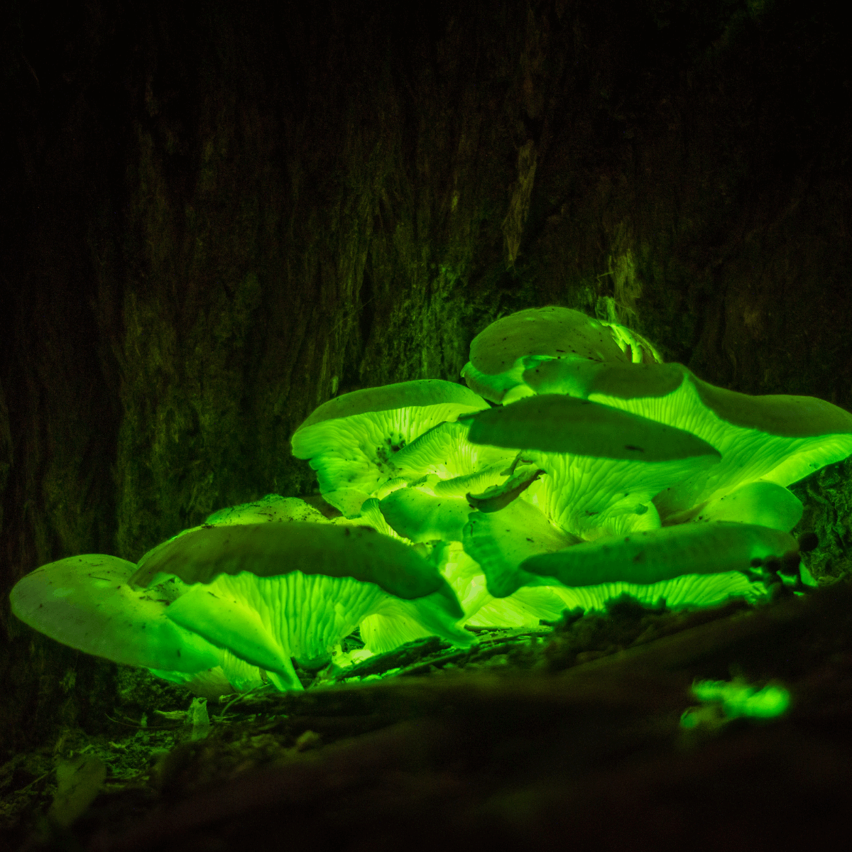 biolumineszente-pilze