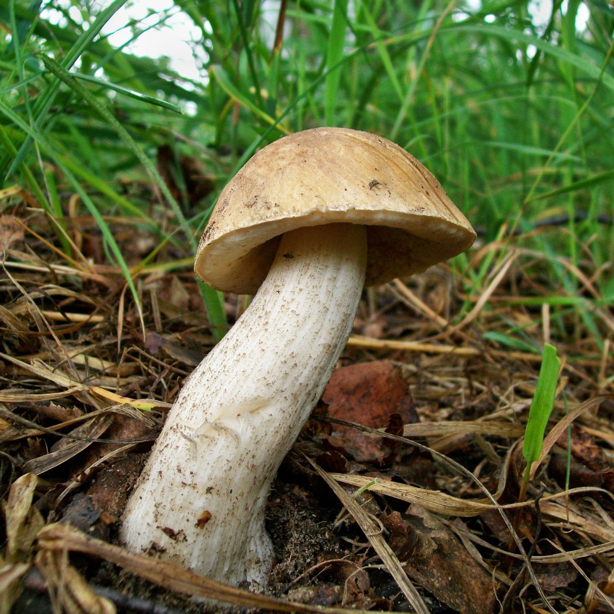 birkenpilz