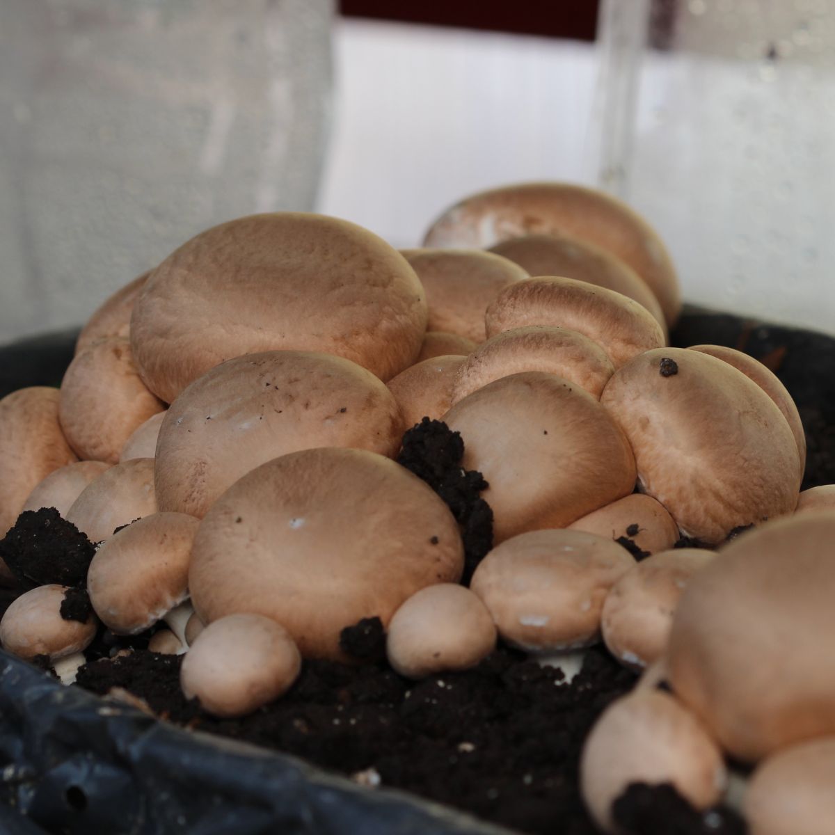 Champignons