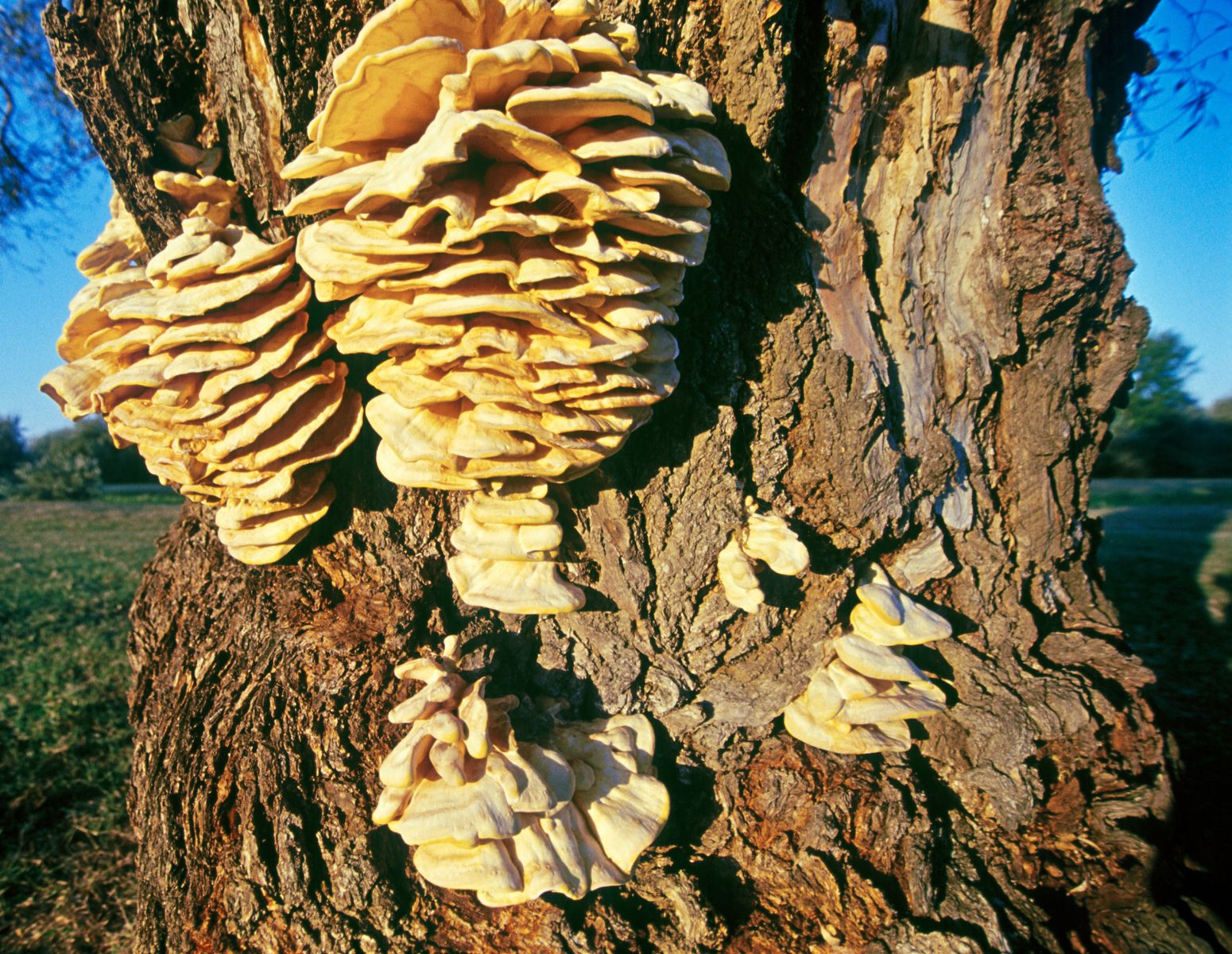 chicken-of-the-woods