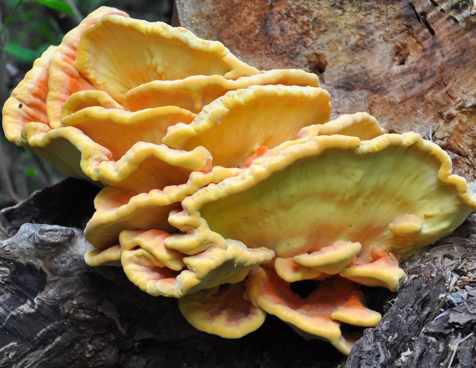 chicken-of-the-woods