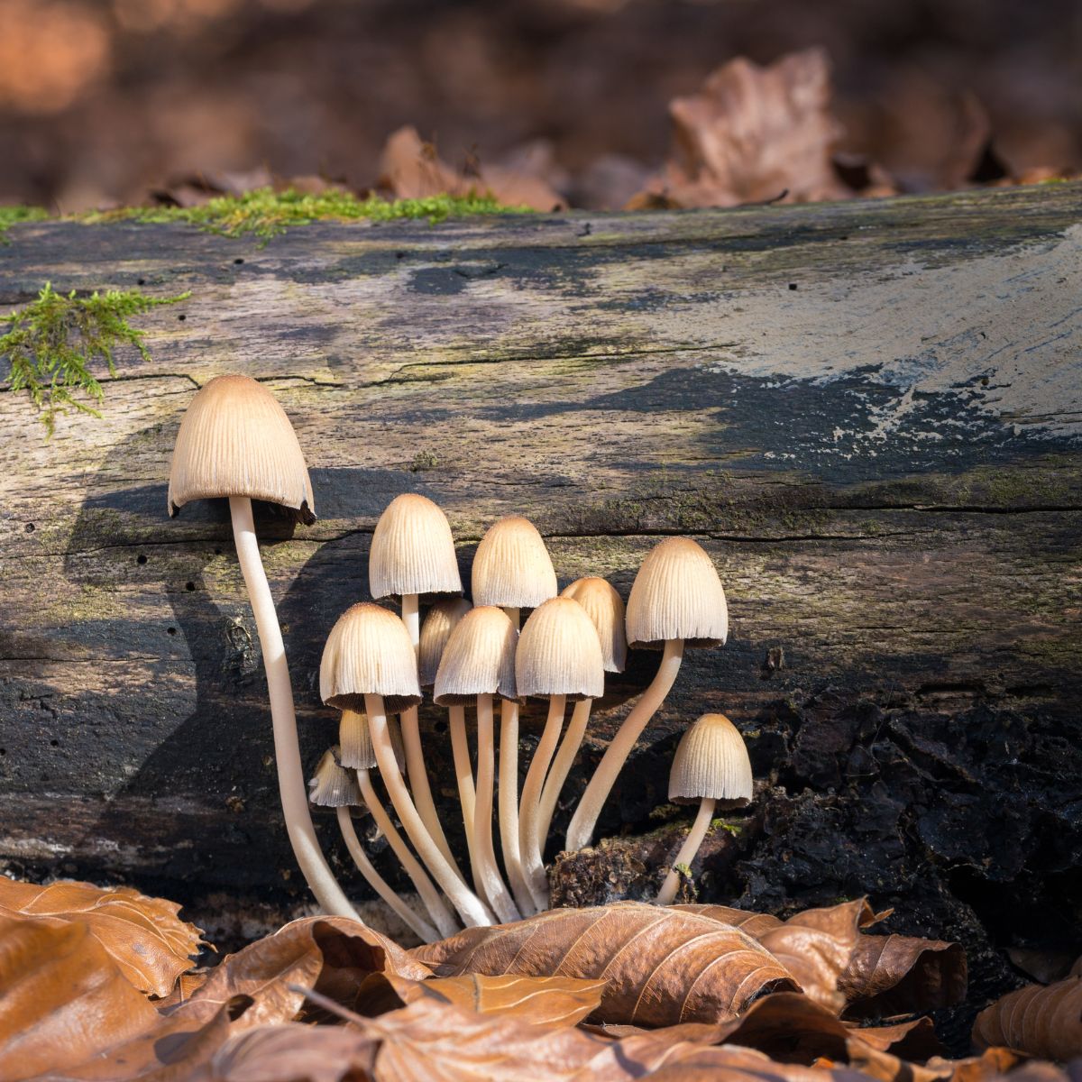 coprinellus