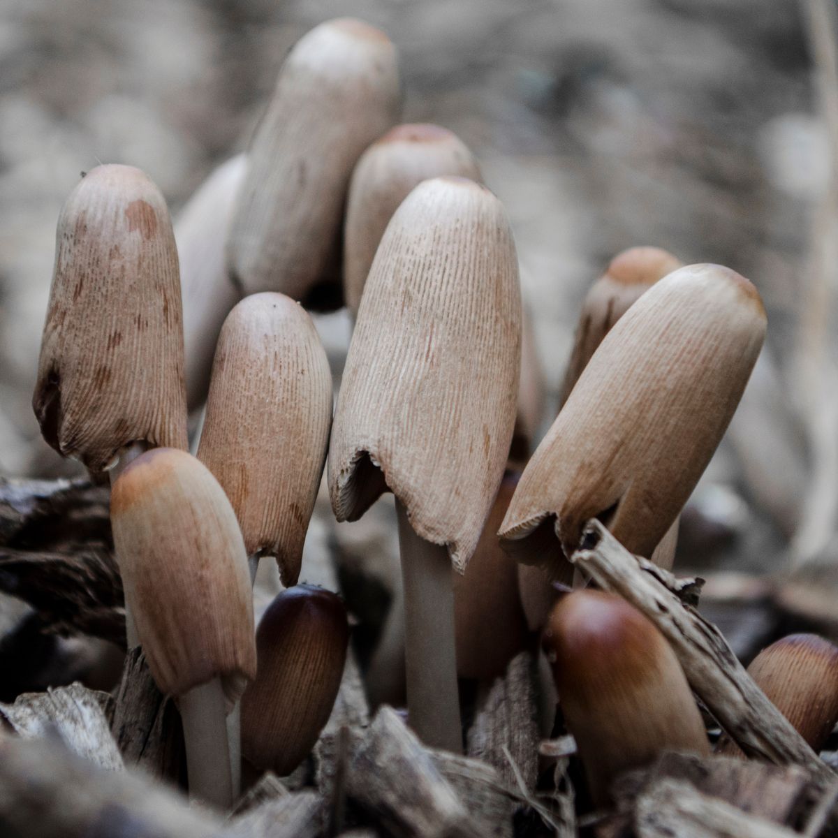 coprinopsis