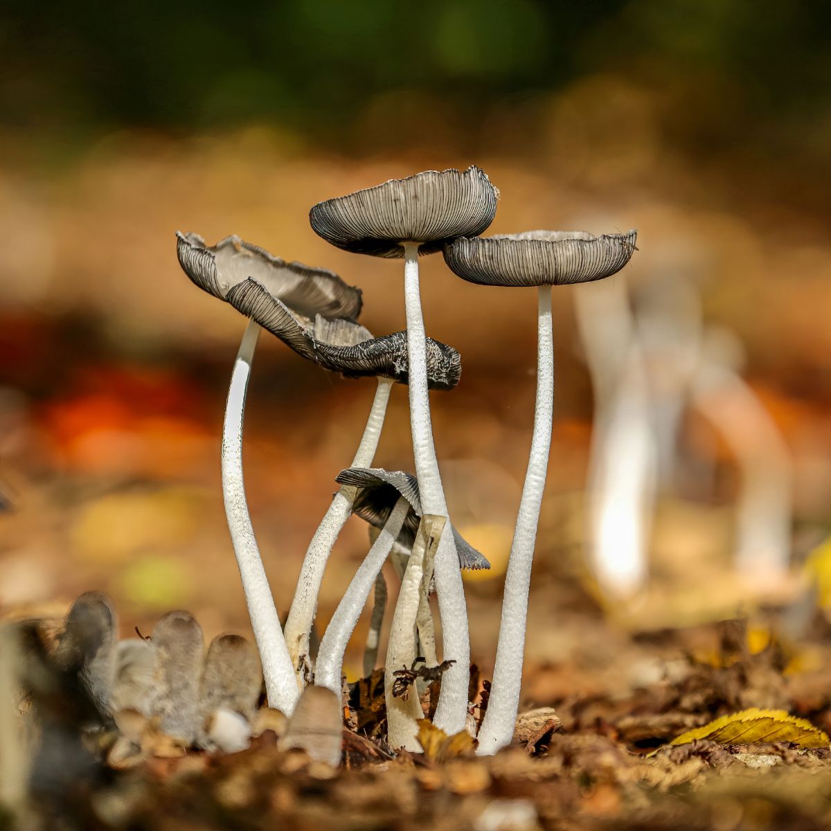 coprinopsis
