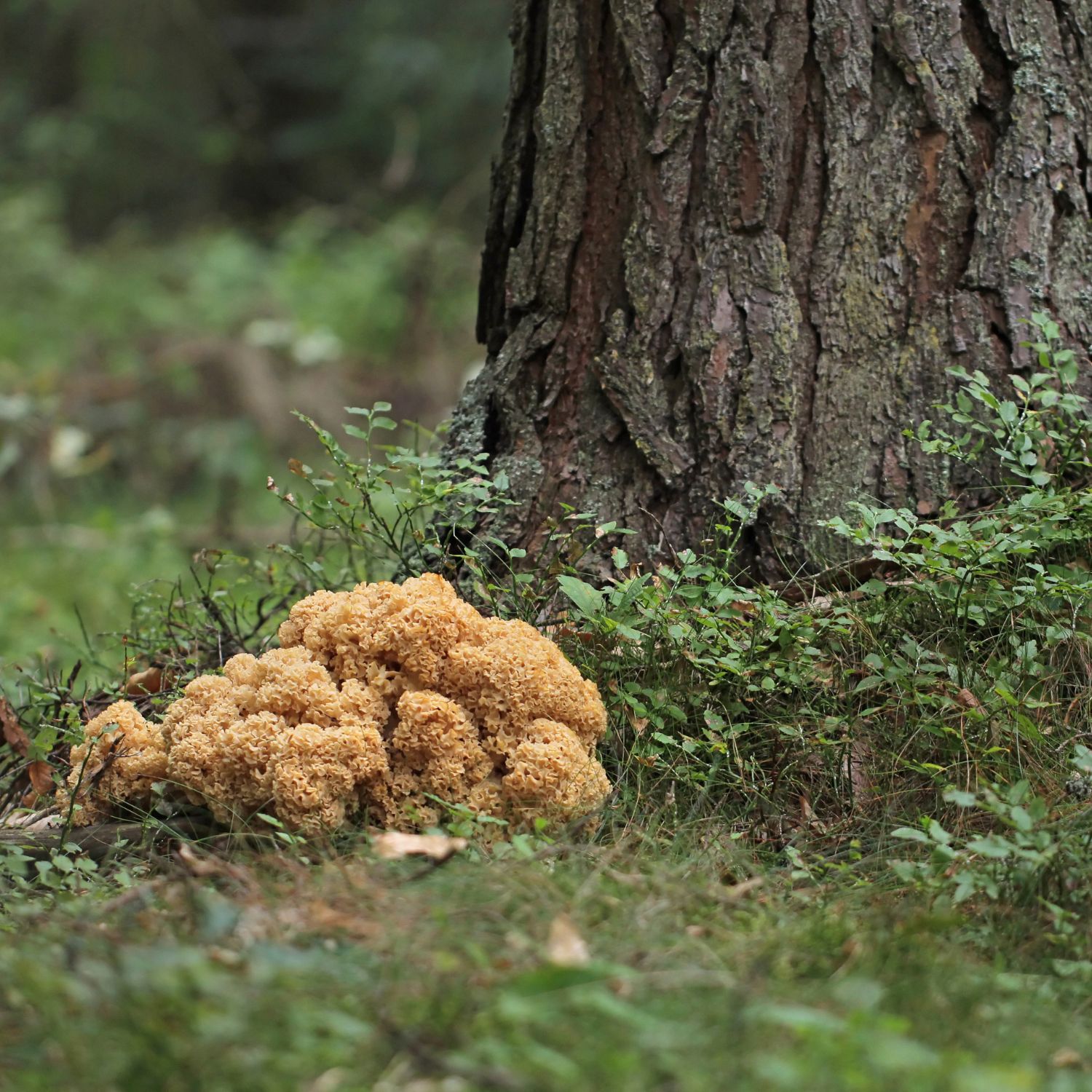fette-henne-wald