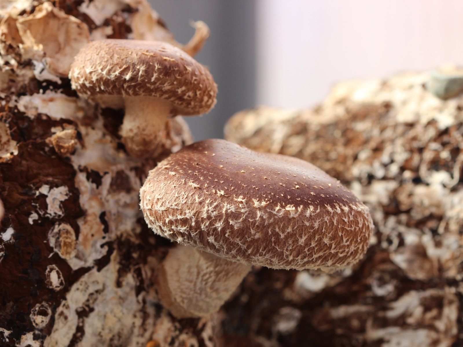 lentinula-edodes
