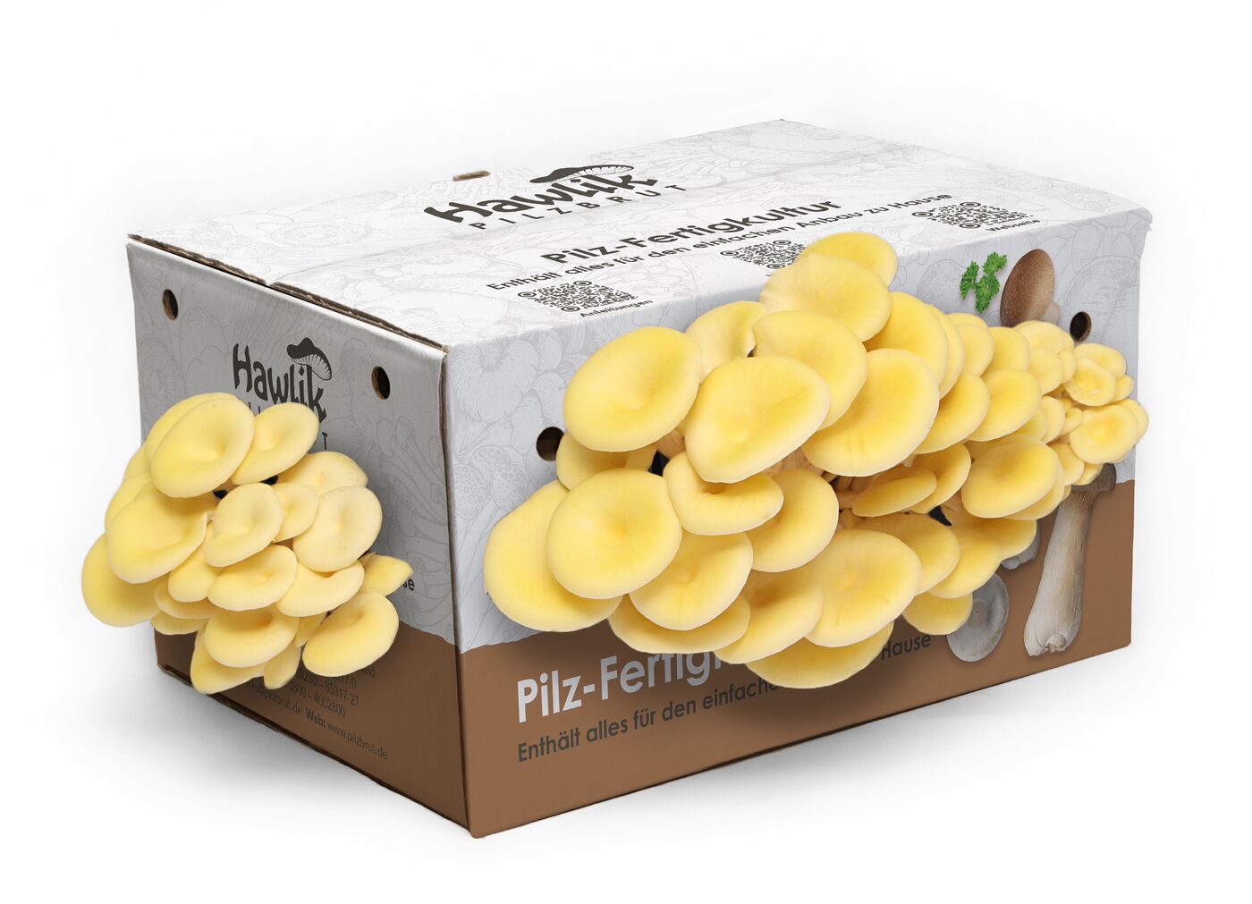 fruchtkoerper-pleurotus