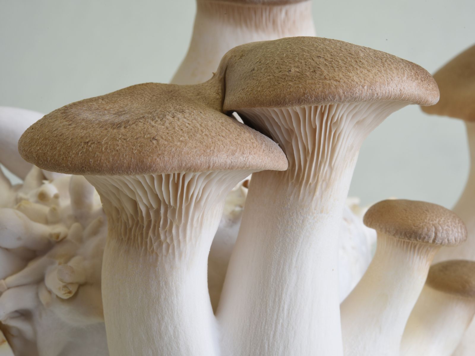 pleurotus-ostreatus