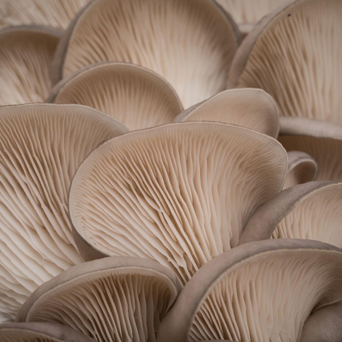 pleurotus-lamellen