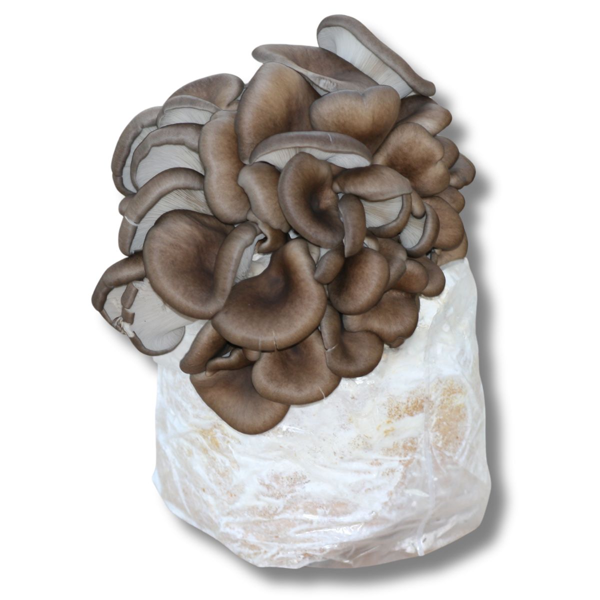 pleurotus-ostreatus