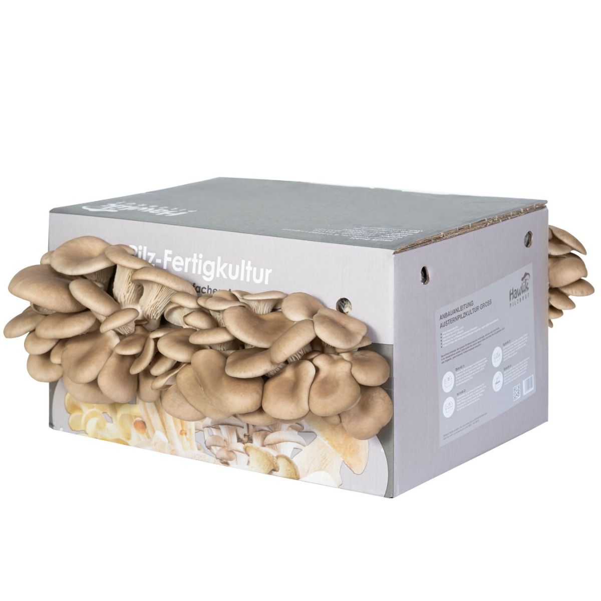 pleurotus