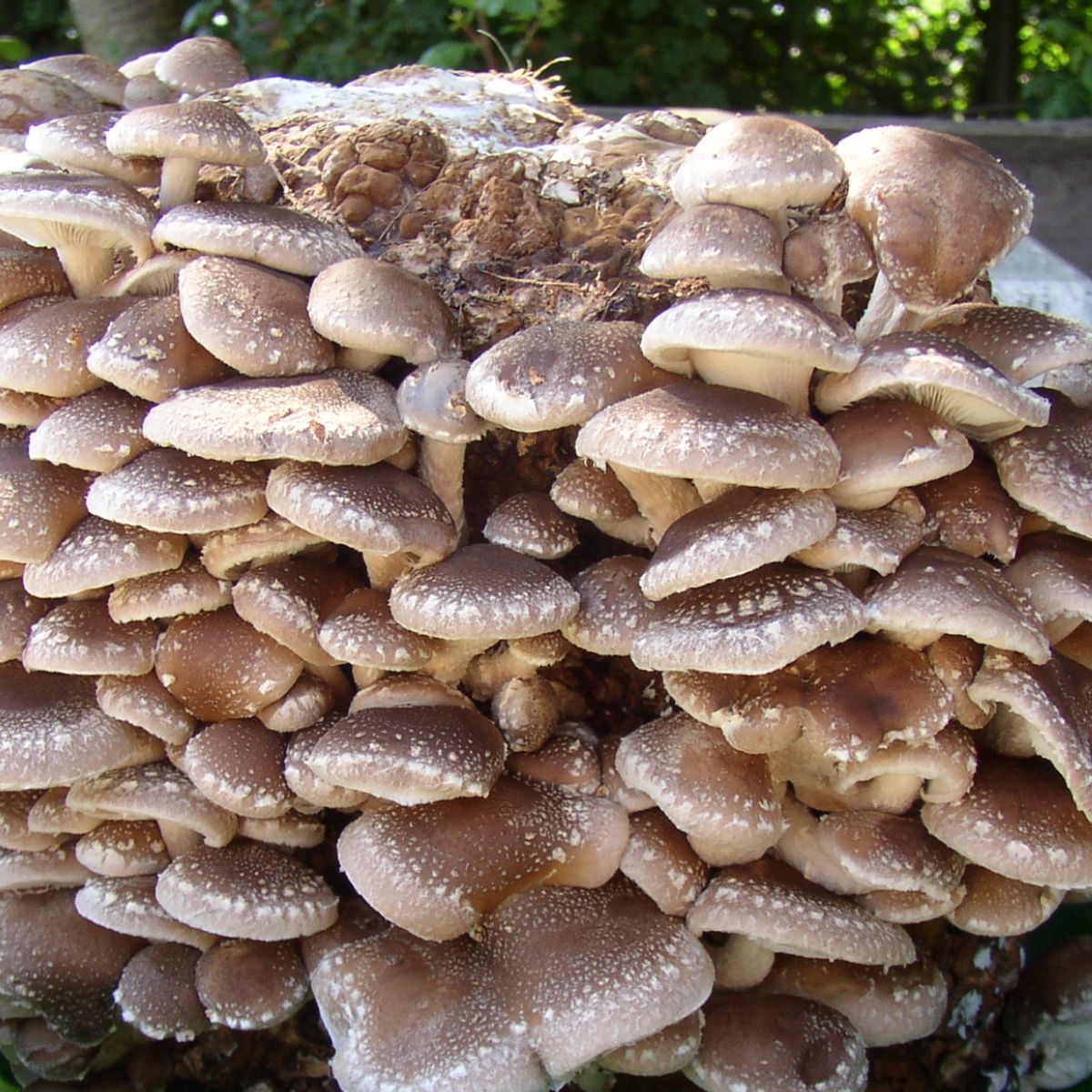 Shiitake