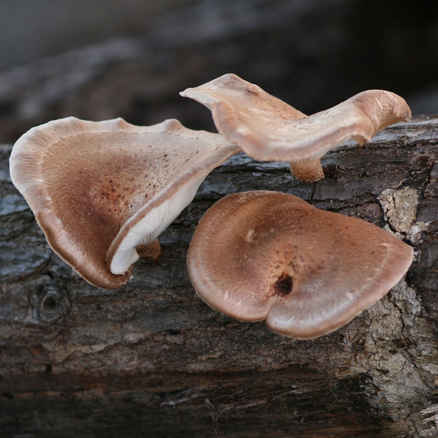 shiitake