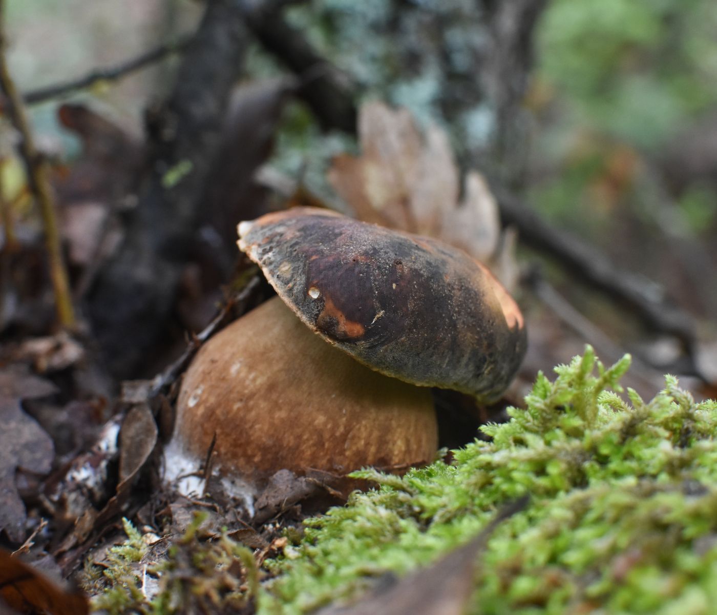boletus-aereus