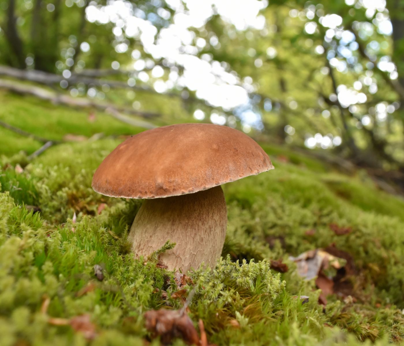 boletus-edulis