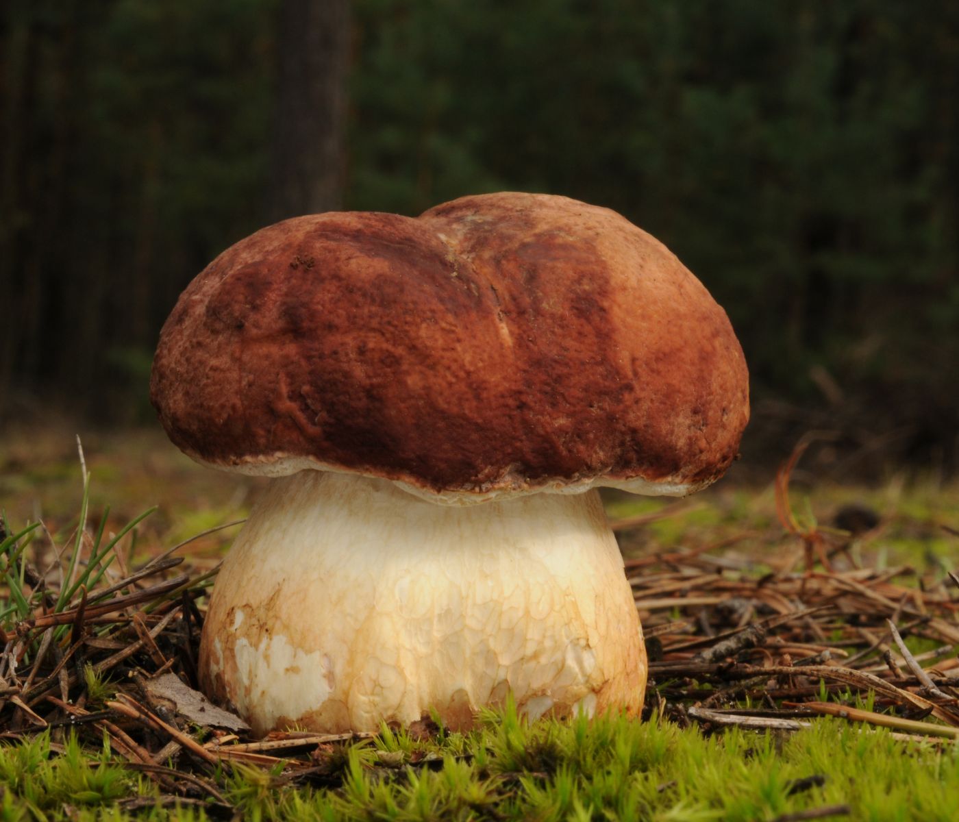 boletus-pinophilus