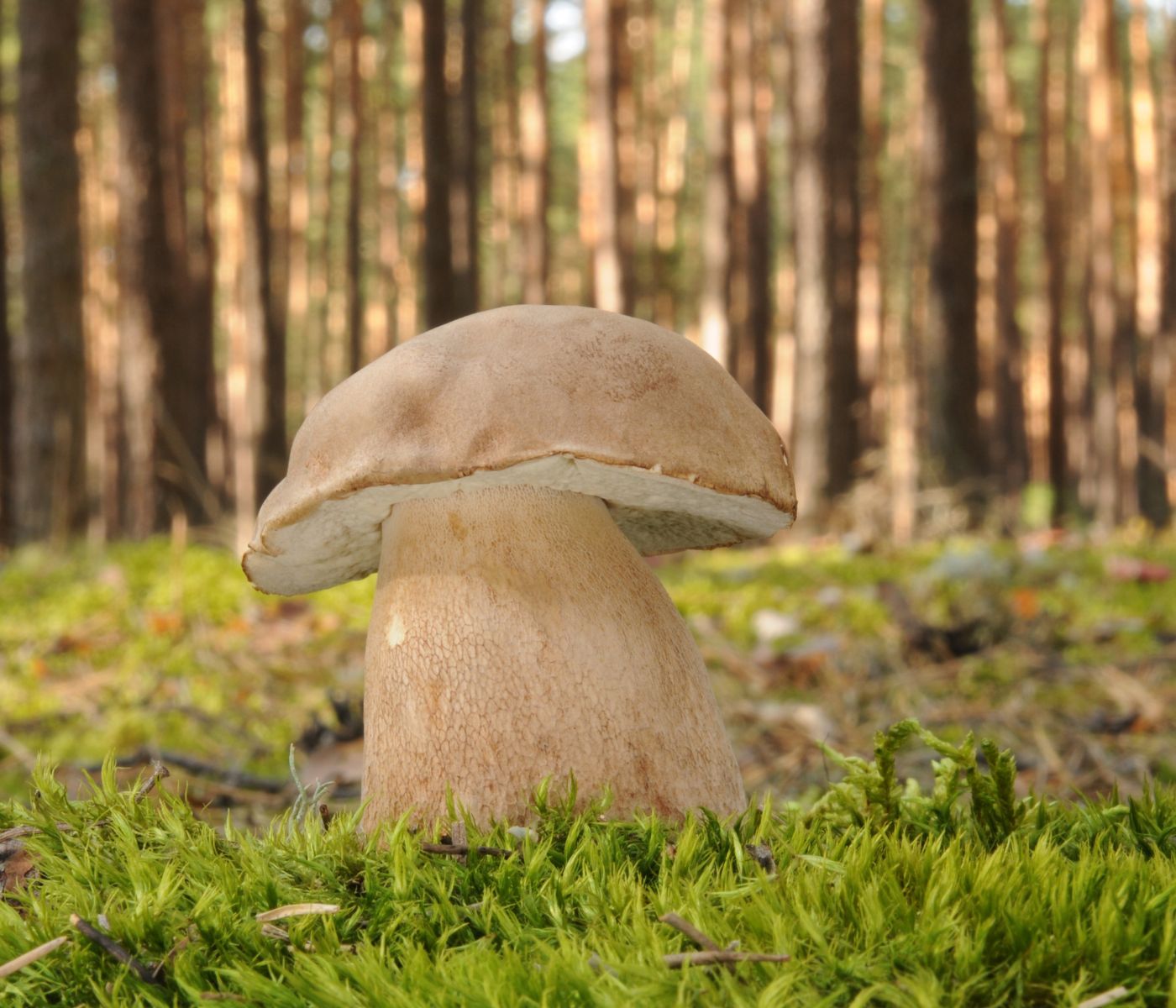 boletus-reticulatus
