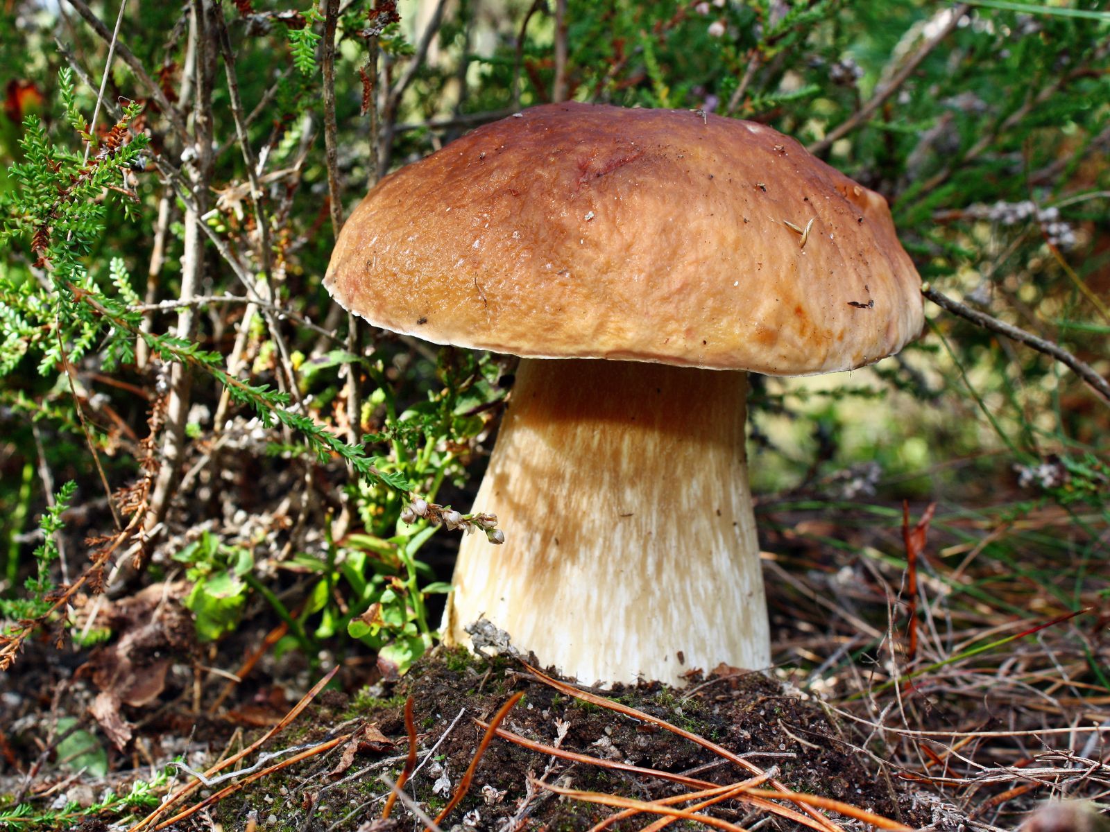 Steinpilz