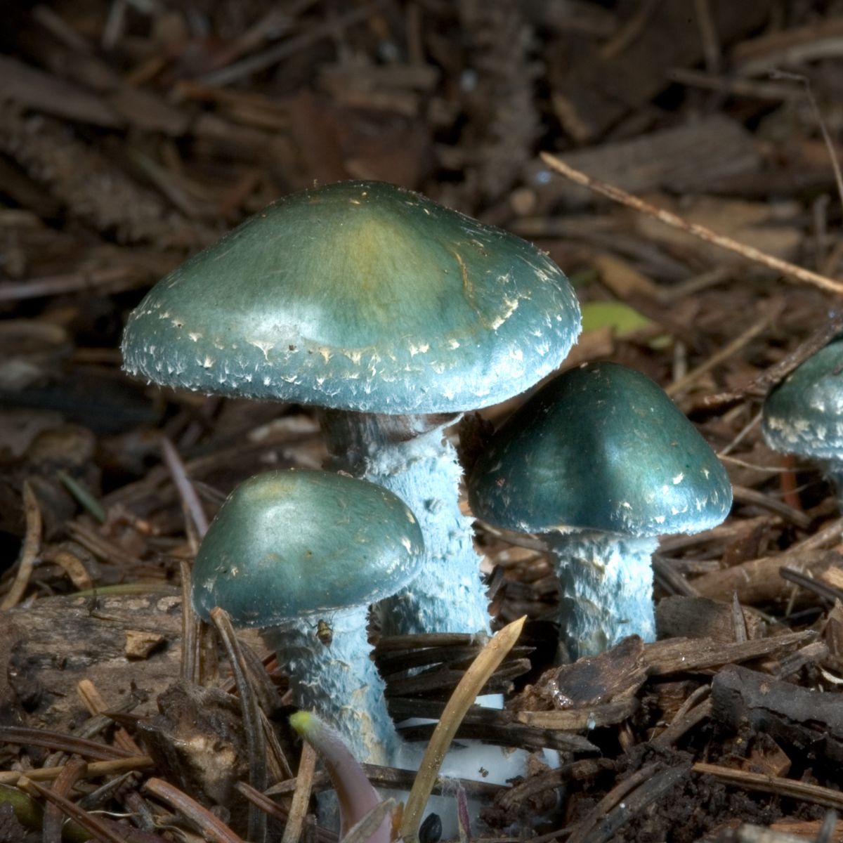stropharia aeruginosa