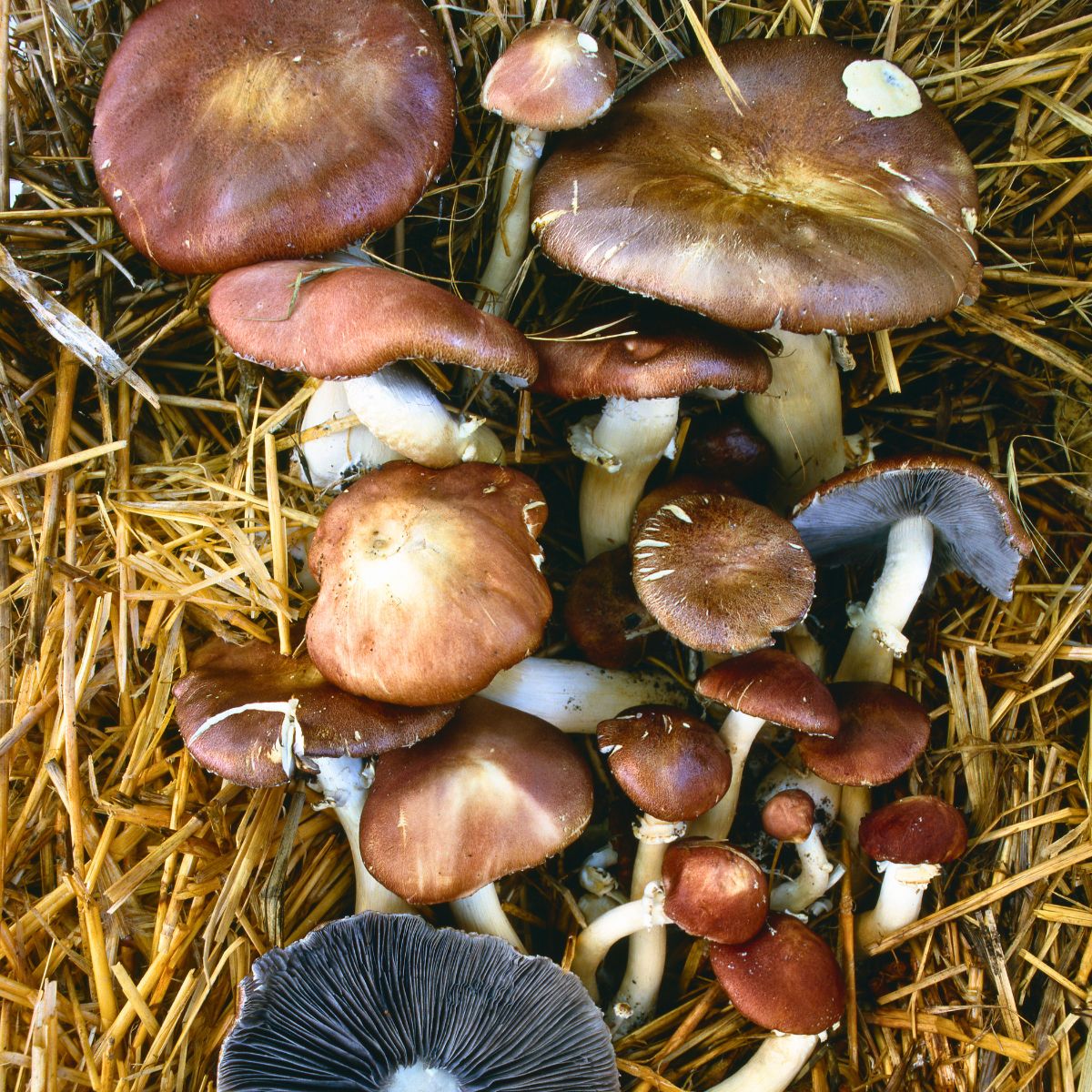 stropharia-rugosoannulata