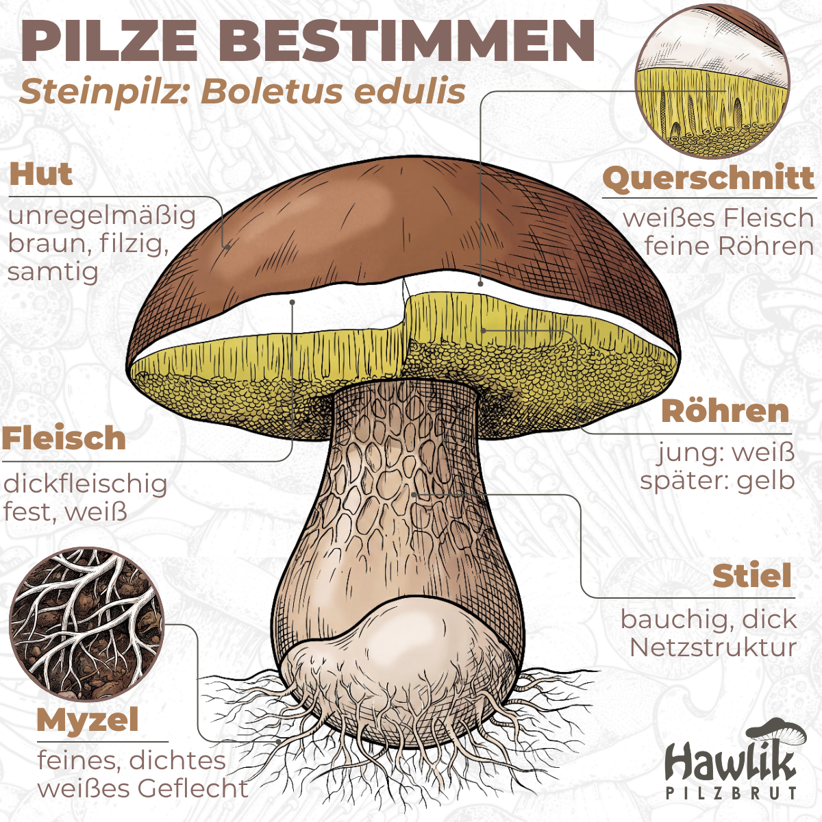 steinpilz-bestimmen