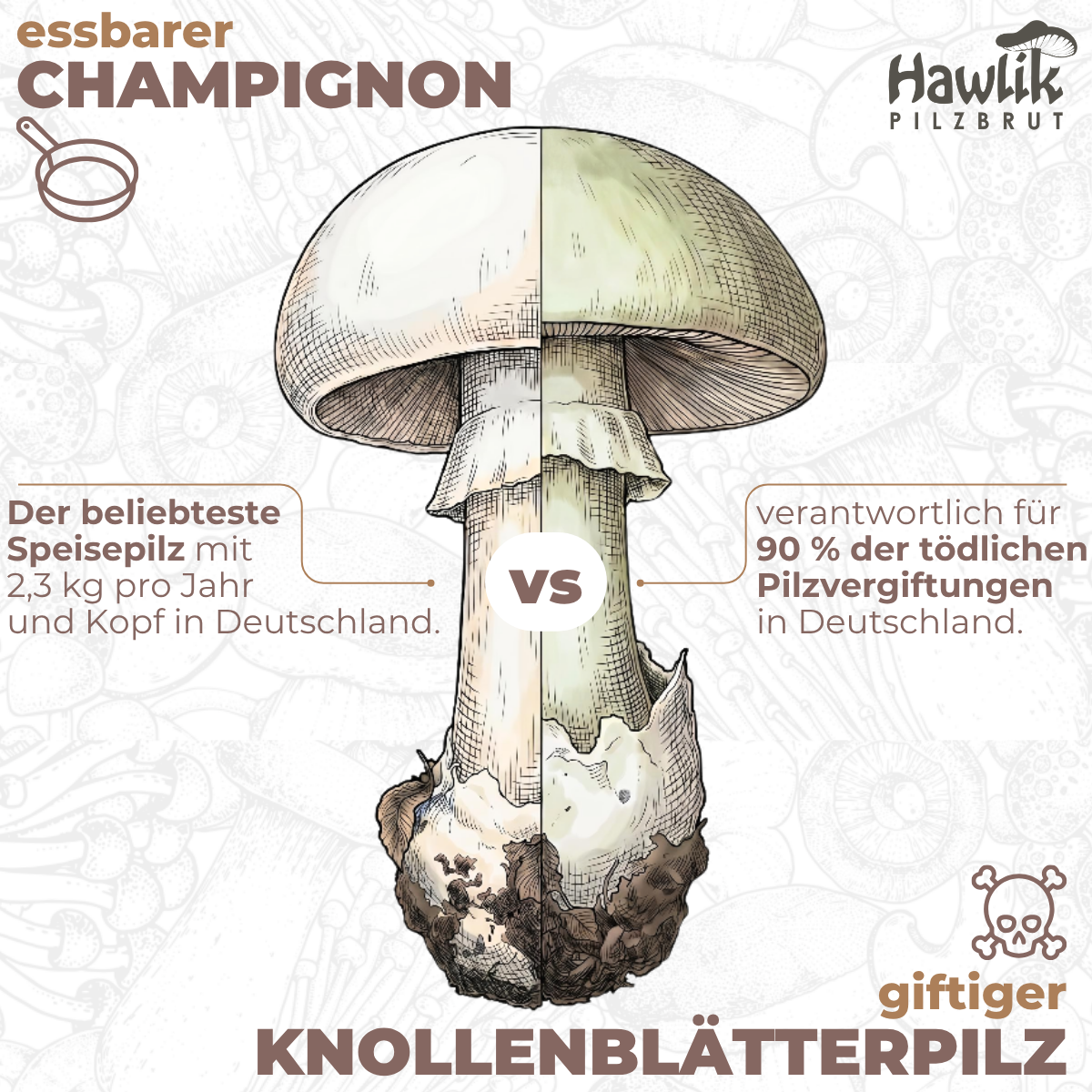 champignon-doppelgaenger-knollenblaetterpilz