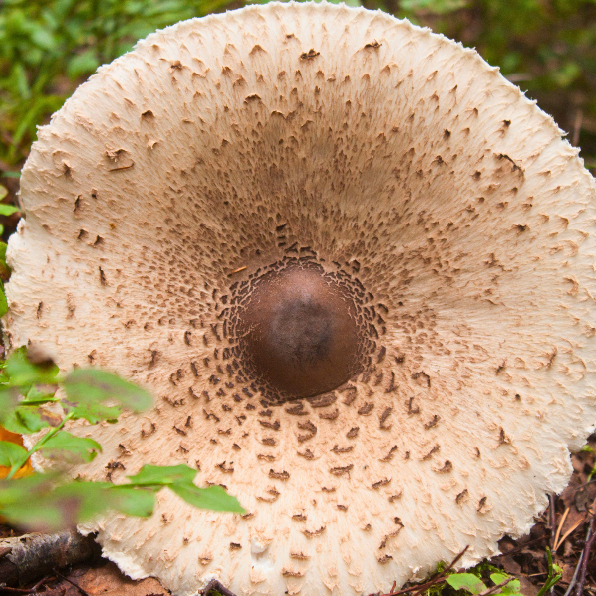 parasol-hut