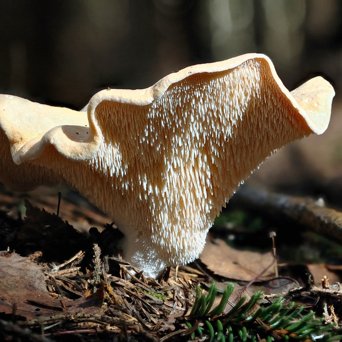 semmelstoppelpilz
