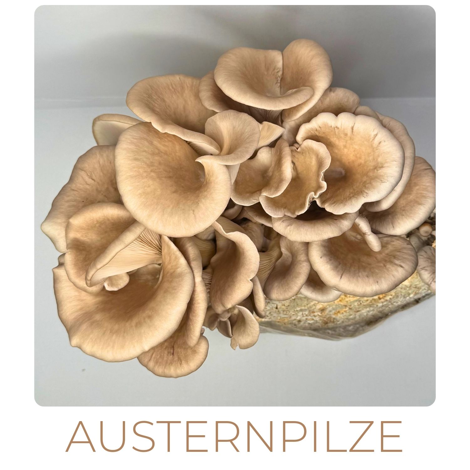 austernpilze