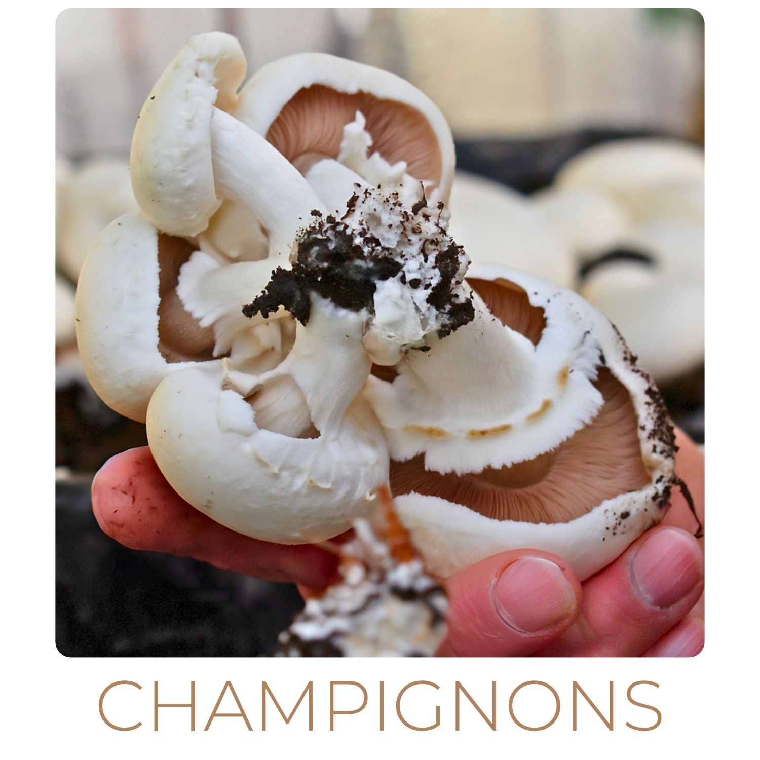 champignons