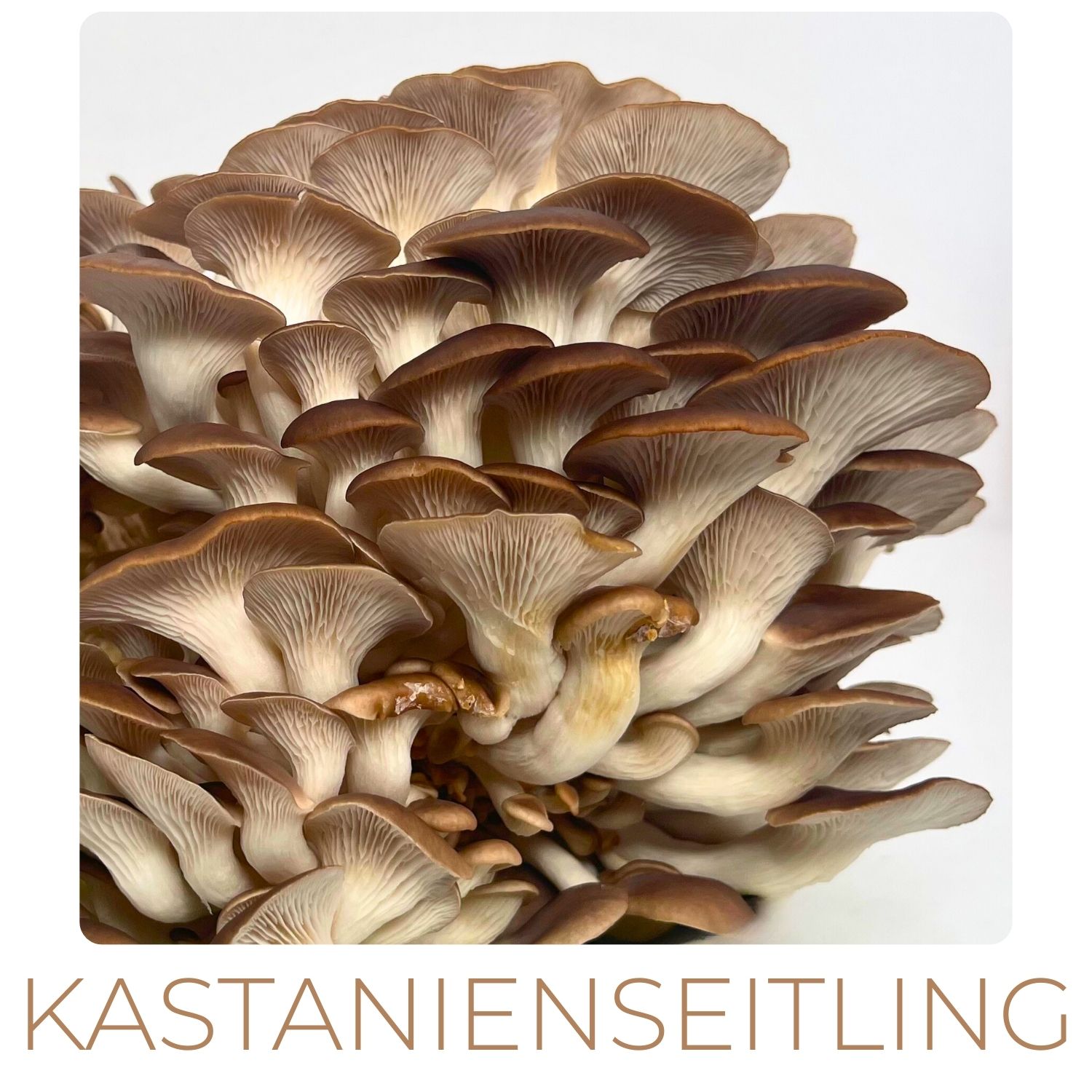 kastanienseitling