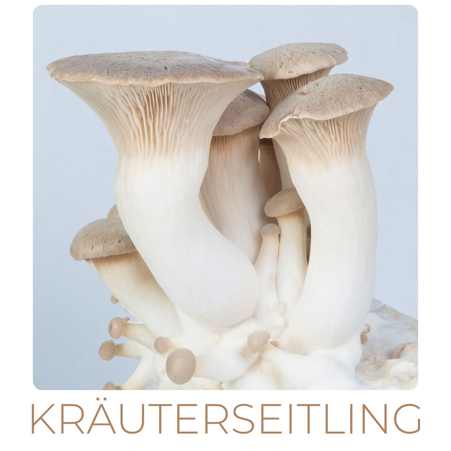 kräuterseitling