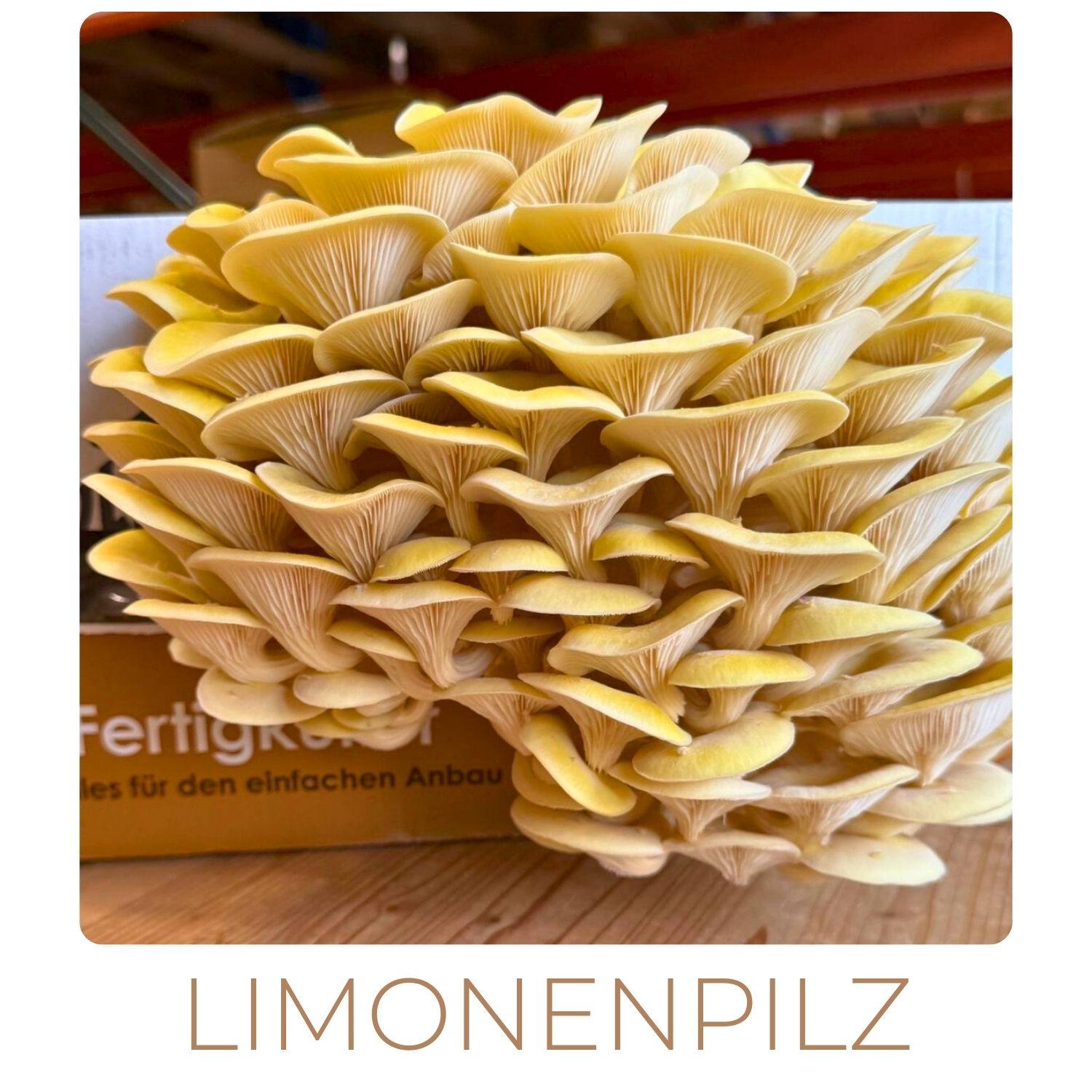 limonenpilze