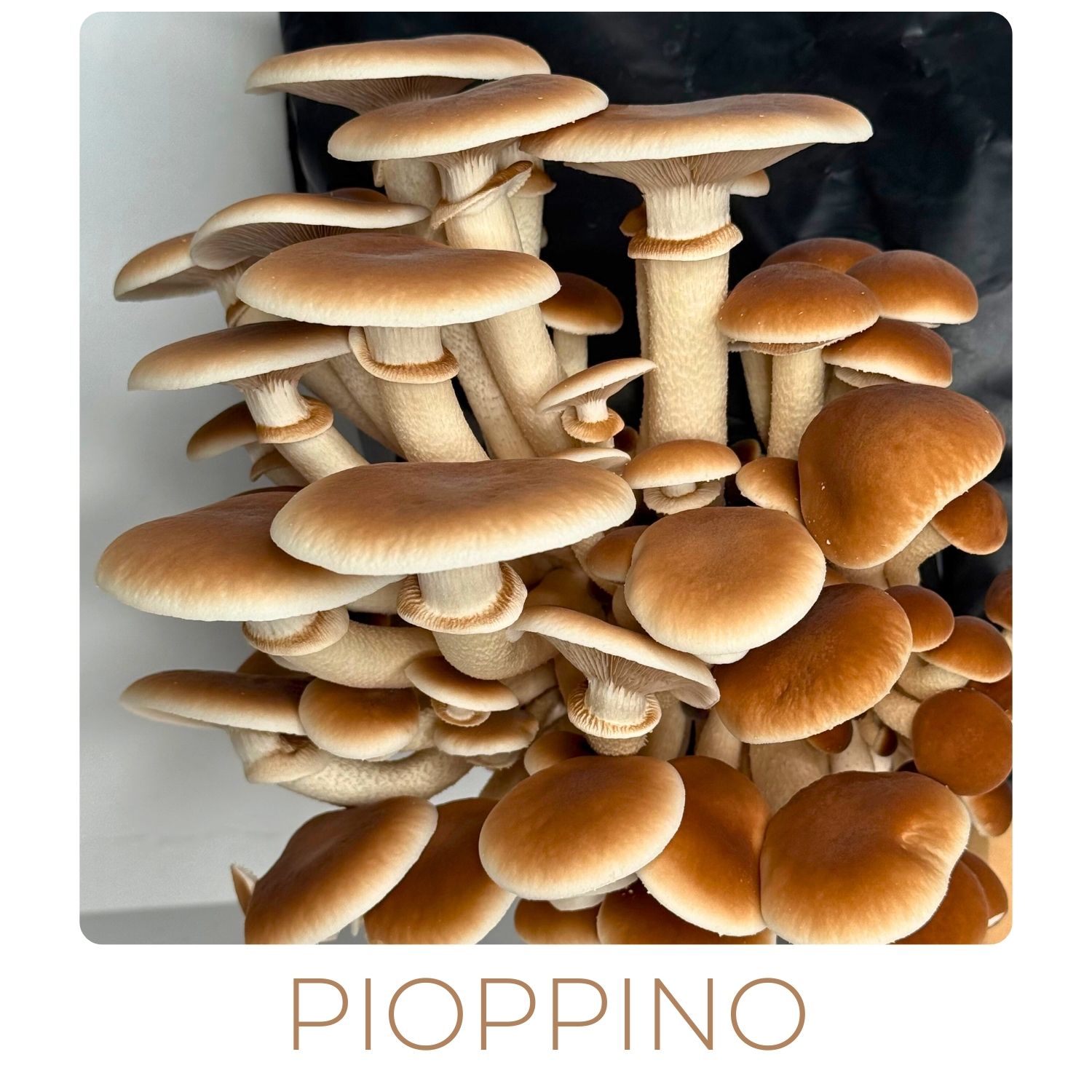 pioppino