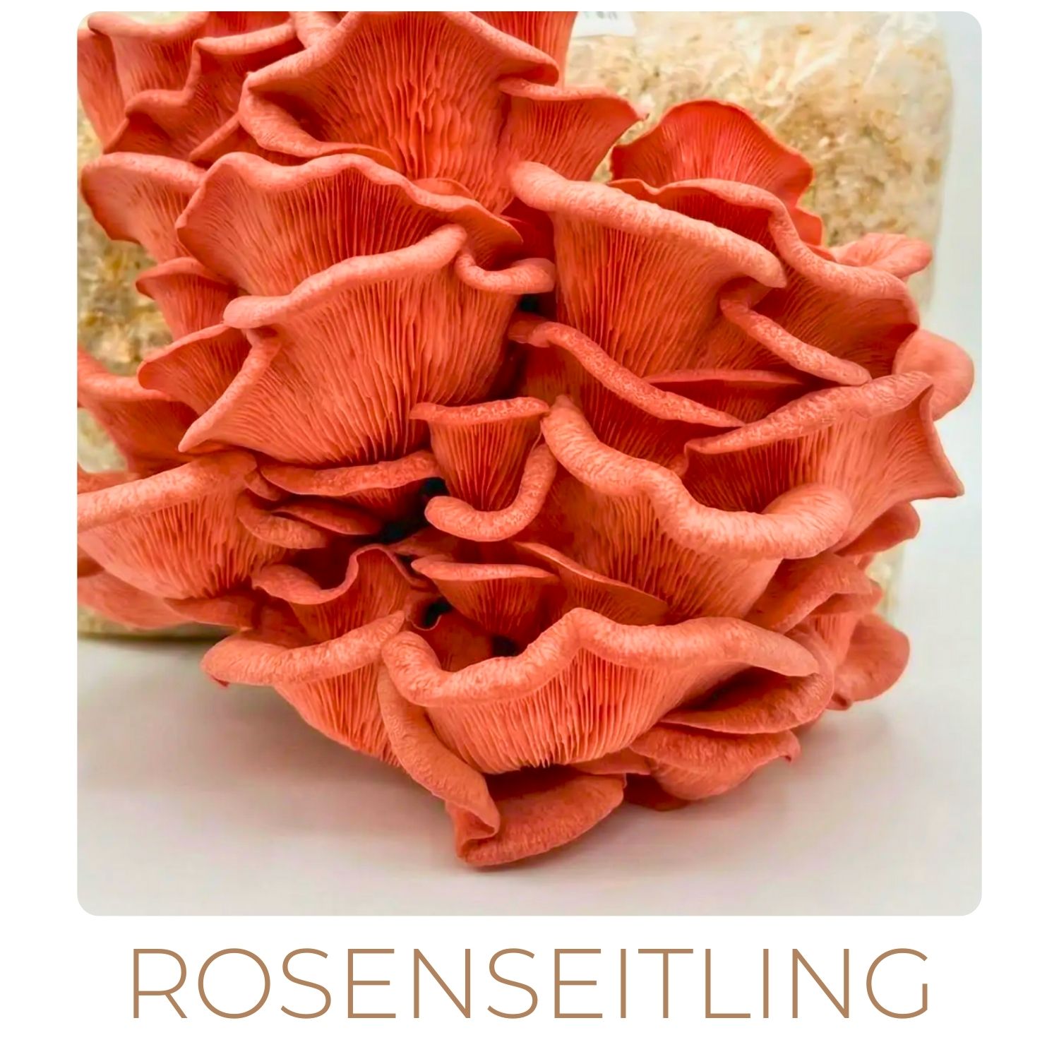 rosenseitlinge