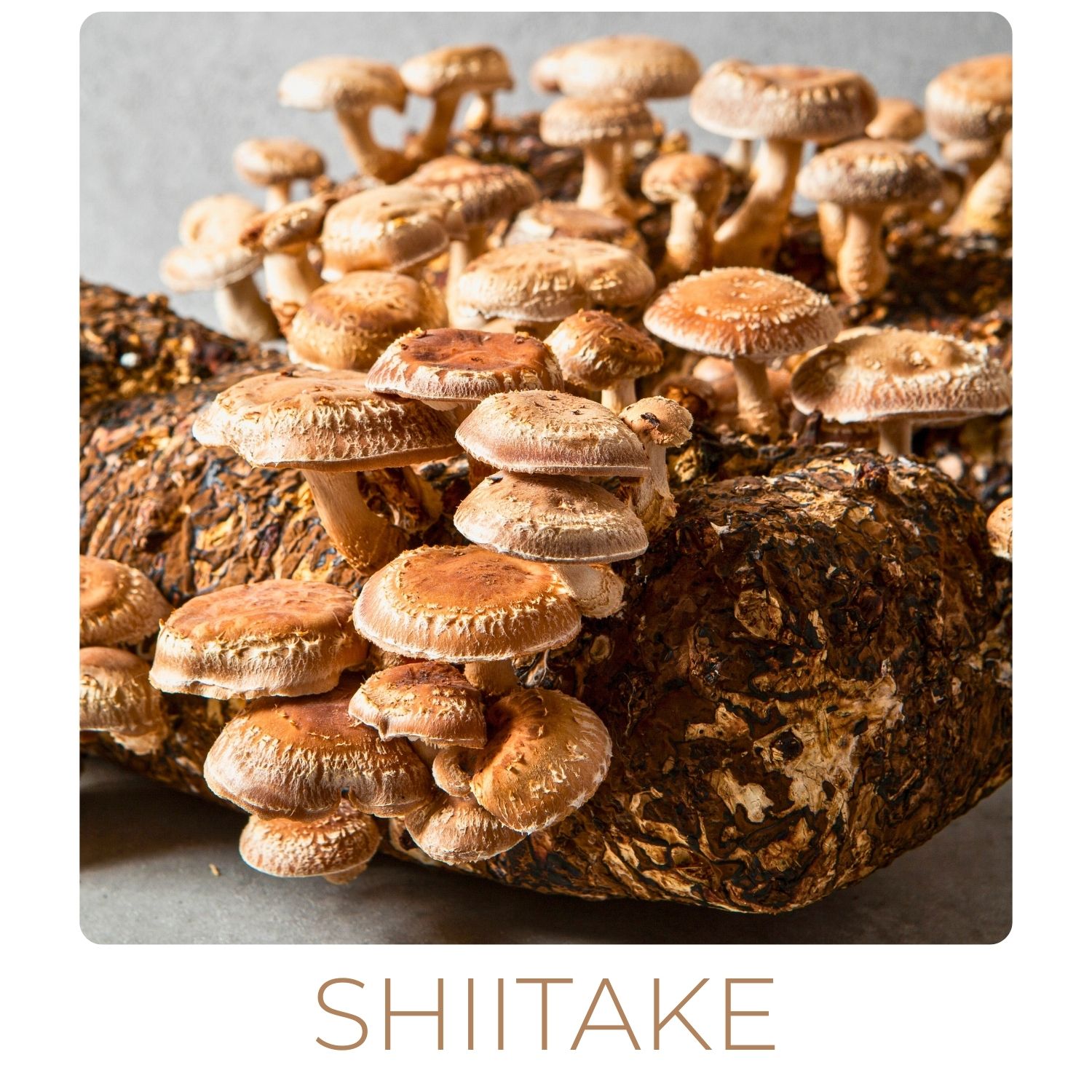 shiitake