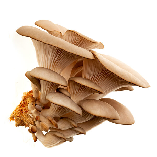 Austernpilz