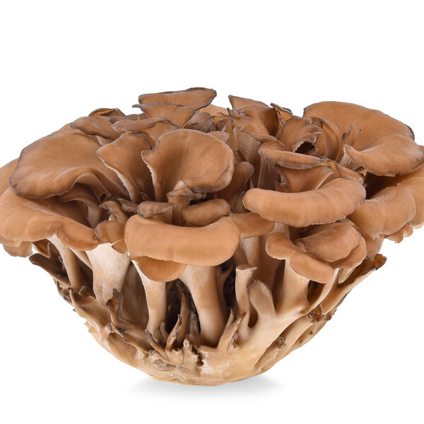 Maitake