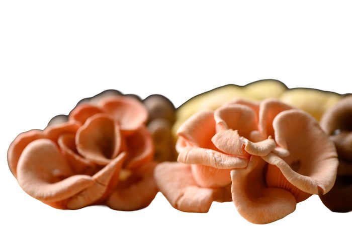 Rosenseitling
