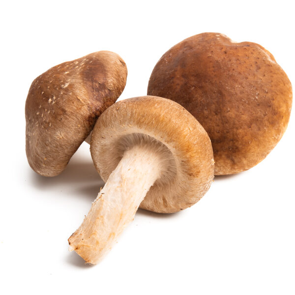 Shiitake