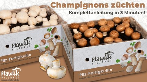 Video: Champignons züchten